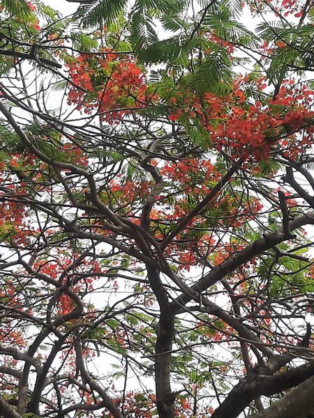 File:Flamboyant Tree found .jpg