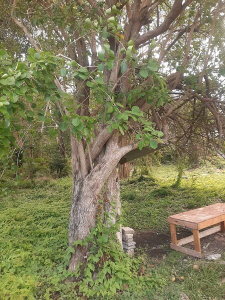 File:Plant species found in Mont toute....jpg
