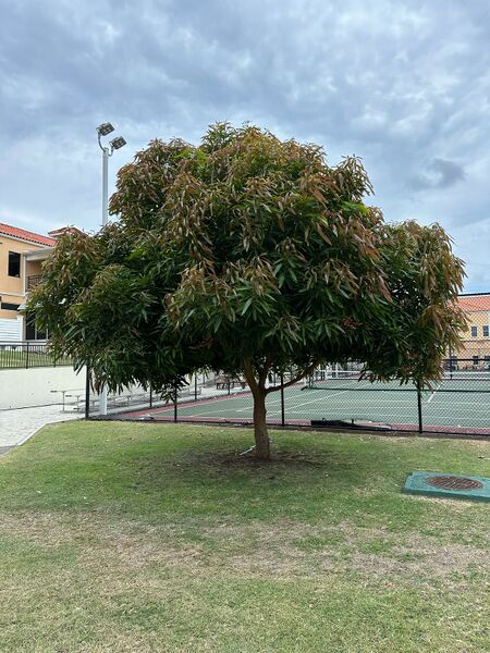 File:Bottom campus species.jpg